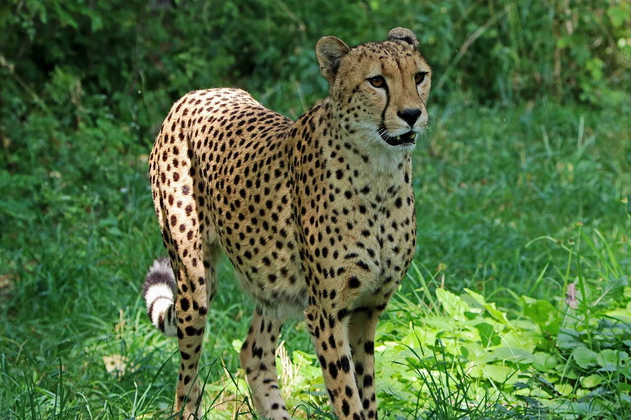 cheetah - Your Home Teacher