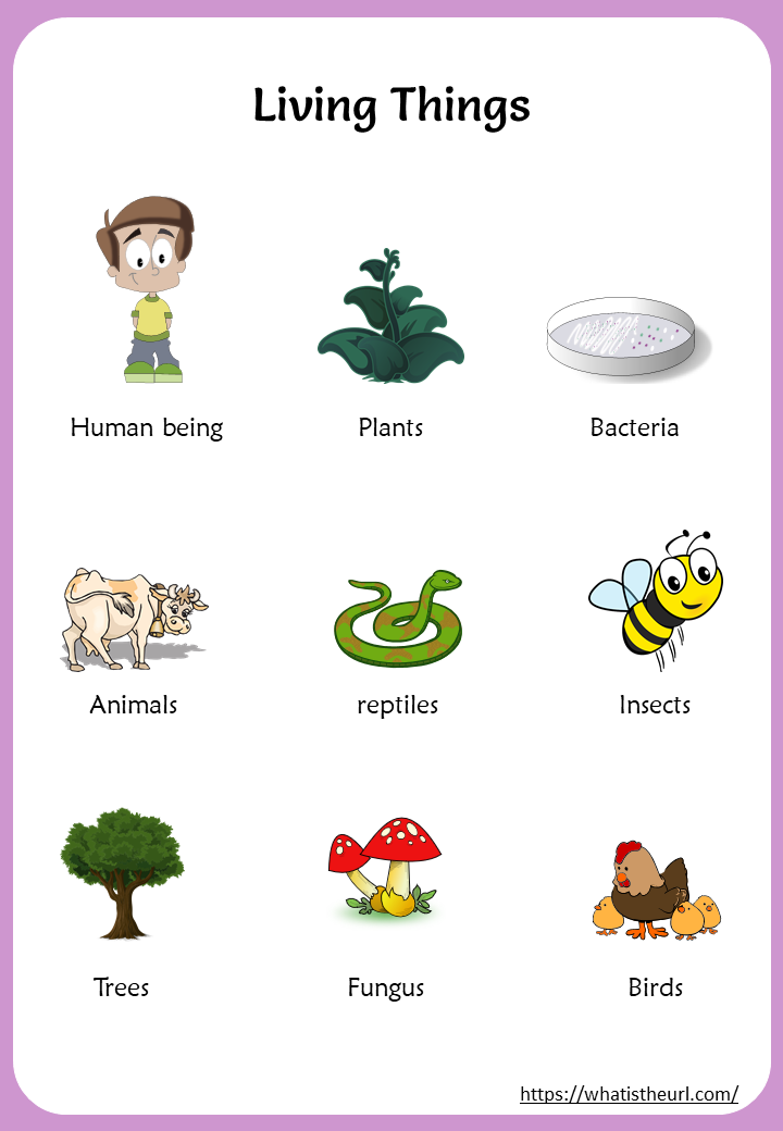Living And Nonliving Thing Chart 1 