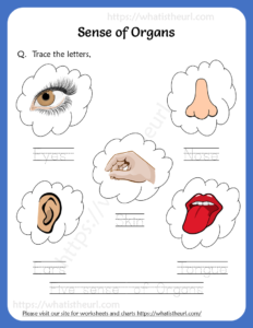 Trace the letters - Sense of Organs Worksheet 