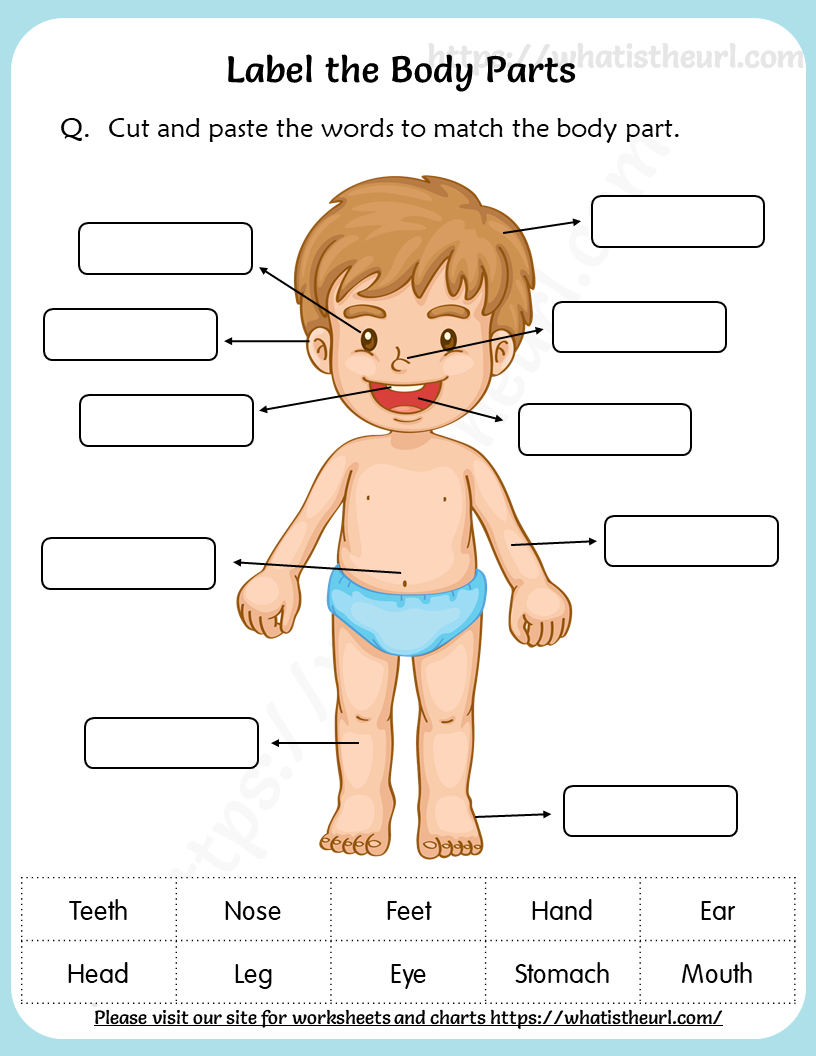 label the body parts worksheet printable pdf your home teacher