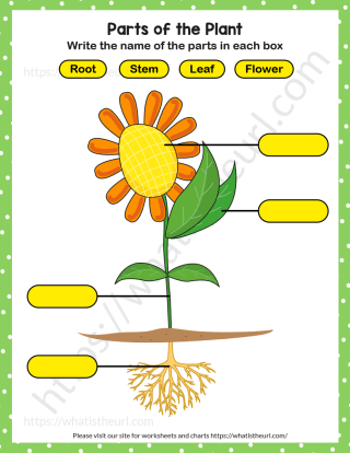 parts of the plant worksheet your home teacher