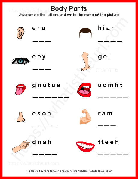 body parts worksheet for kids your home teacher