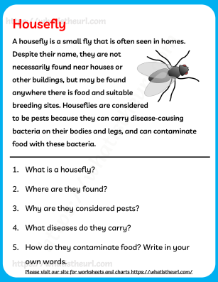 Housefly - Reading Comprehension for Grade 2