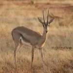 Wild animals images to use in school chart worksheet preview