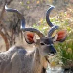 Wild animals images to use in school chart worksheet preview