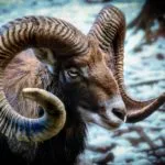 Wild animals images to use in school chart worksheet preview