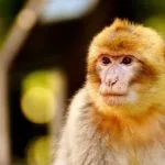 Wild animals images to use in school chart worksheet preview