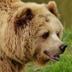 Wild animals images to use in school chart worksheet preview