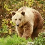 Wild animals images to use in school chart worksheet preview