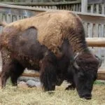 Wild animals images to use in school chart worksheet preview
