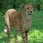Wild animals images to use in school chart worksheet preview