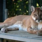 Wild animals images to use in school chart worksheet preview
