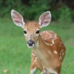 Wild animals images to use in school chart worksheet preview
