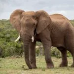 Wild animals images to use in school chart worksheet preview