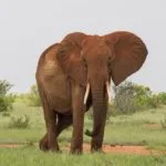 Wild animals images to use in school chart worksheet preview