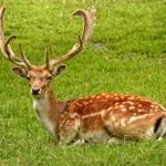 Wild animals images to use in school chart worksheet preview
