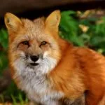 Wild animals images to use in school chart worksheet preview