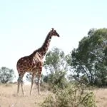 Wild animals images to use in school chart worksheet preview