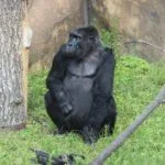 Wild animals images to use in school chart worksheet preview