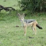 Wild animals images to use in school chart worksheet preview