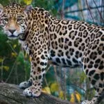 Wild animals images to use in school chart worksheet preview