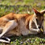 Wild animals images to use in school chart worksheet preview