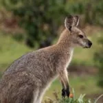 Wild animals images to use in school chart worksheet preview