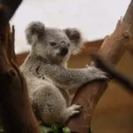 Wild animals images to use in school chart worksheet preview