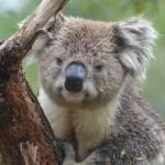Wild animals images to use in school chart worksheet preview