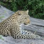 Wild animals images to use in school chart worksheet preview