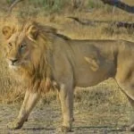 Wild animals images to use in school chart worksheet preview