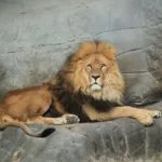Wild animals images to use in school chart worksheet preview