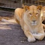 Wild animals images to use in school chart worksheet preview