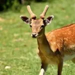 Wild animals images to use in school chart worksheet preview