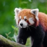 Wild animals images to use in school chart worksheet preview