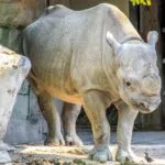 Wild animals images to use in school chart worksheet preview