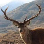 Wild animals images to use in school chart worksheet preview