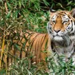 Wild animals images to use in school chart worksheet preview