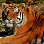Wild animals images to use in school chart worksheet preview