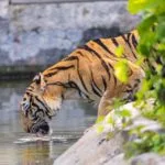 Wild animals images to use in school chart worksheet preview