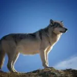 Wild animals images to use in school chart worksheet preview