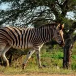 Wild animals images to use in school chart worksheet preview