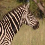 Wild animals images to use in school chart worksheet preview