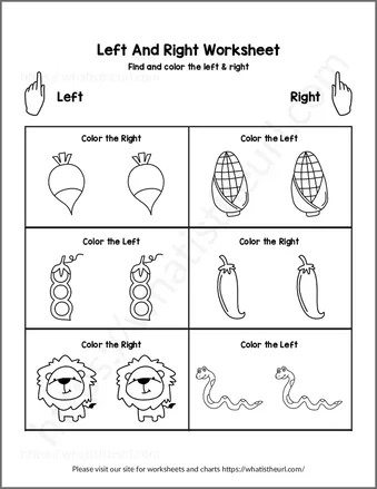 Find and color the left and right position worksheet preview Find and color the left and right position worksheet preview