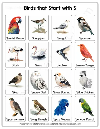 Animals charts starting with letter S worksheet preview