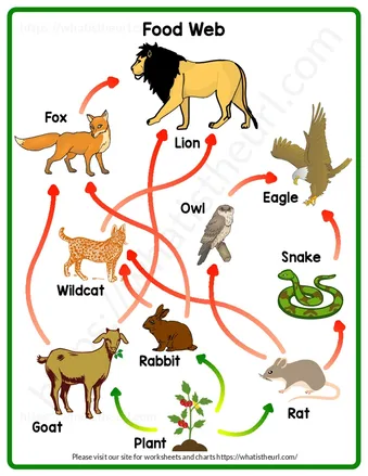 Food Web Pictures – Printable PDFs worksheet preview