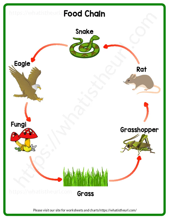 Food Chain Chart