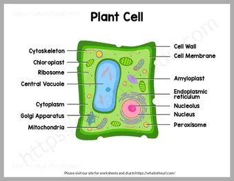 Plant Cell – Charts and Worksheets worksheet preview Plant Cell – Charts and Worksheets worksheet preview