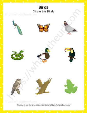 Find and Circle the Birds – Exercise 1 worksheet preview Find and Circle the Birds – Exercise 1 worksheet preview