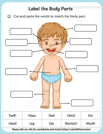 Label the Body Parts Worksheet | Printable PDF worksheet preview Label the Body Parts Worksheet | Printable PDF worksheet preview
